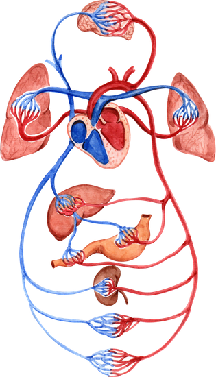 Hypertonie (arterielle Hypertonie)